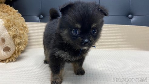 成約済の兵庫県のポメチワ:ポメラニアン×チワワ-329749の1枚目